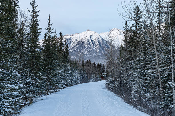 istock Fir trees forest walking trail in winter. 2246838834