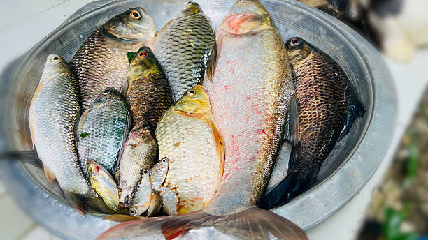 istock Bountiful catch. A bowl of diverse freshwater fish. 2246840840