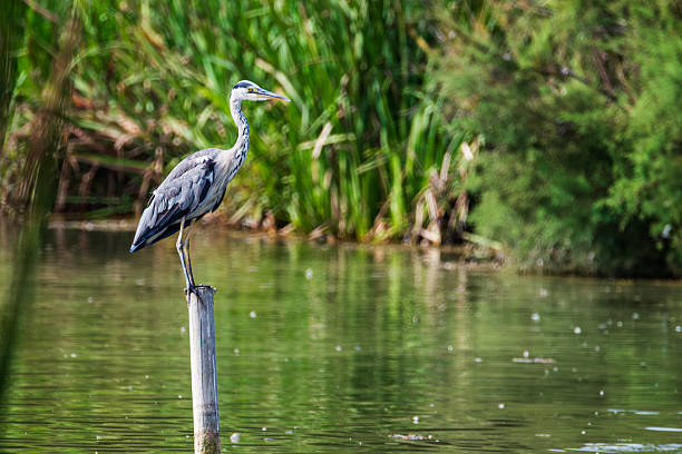 istock Grey heron (Ardea cinerea) perched on a post in a wetland on the coast of Granada, Spain 2246841745