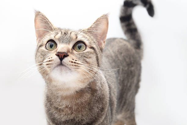 istock Mischievous cat staring at something on gray background. 2246842397