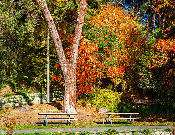 istock Autumn Colors Lincoln Park 2246842445