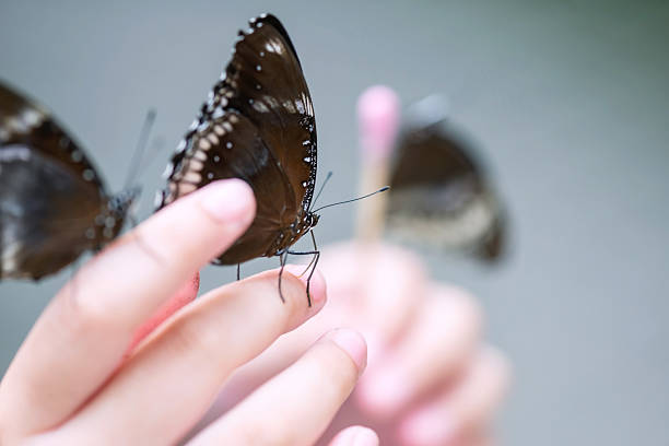 istock Many black Great Eggfly butterfly insects on kid hand 2246842695