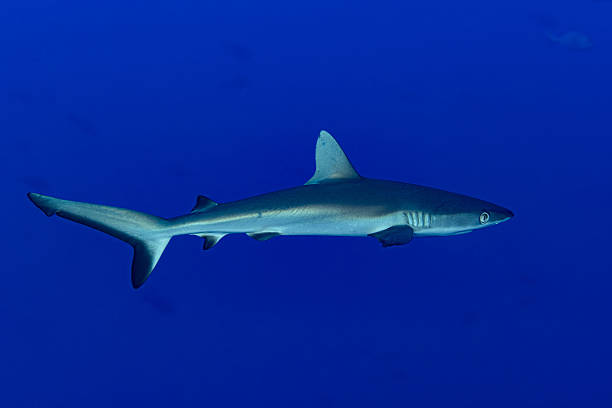 istock Young Blacktail Reef Shark Carcharhinus amblyrhynchos, Tiputa Passage, Rangiroa, Tuamoto Atoll, French Polynesia 2246842821