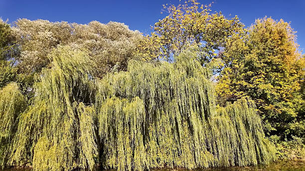 istock Golden Seasonal Autumn Trees Beside Cascading Willow Branches 2246842873