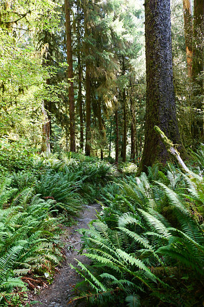 istock Hoh Rainforest, Olympic National Park WA 2246842975
