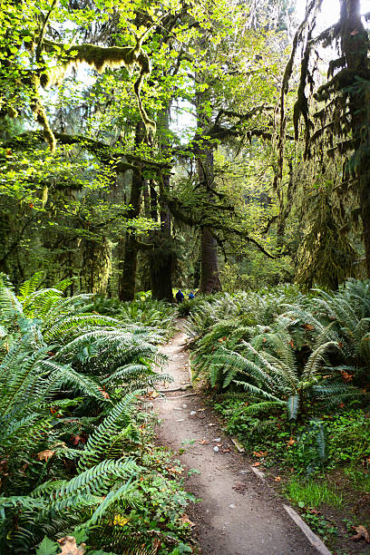 istock Hoh Rainforest, Olympic National Park WA 2246842985