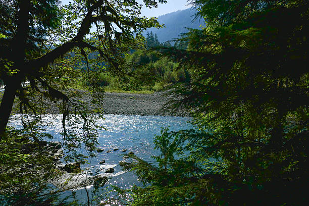 Hoh Rainforest, Olympic National Park, WA