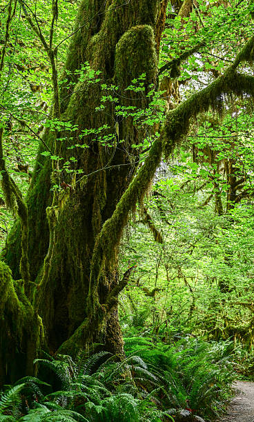 istock Hoh Rainforest, Olympic National Park WA 2246843092