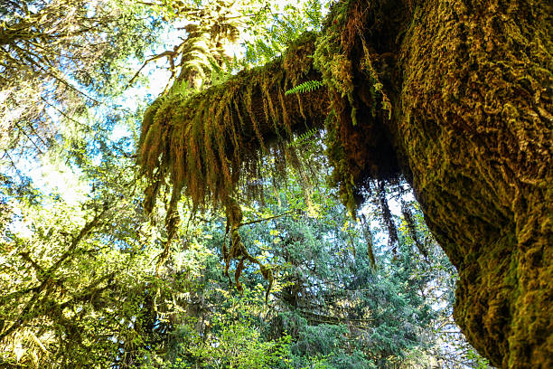 Hoh Rainforest, Olympic National Park, WA.  Moss draping from a large tree.