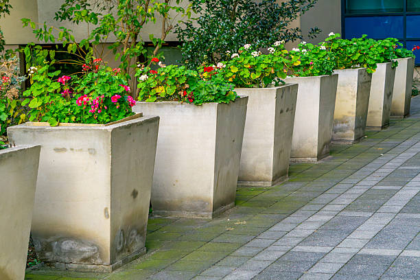 Row of concrete planters with blooming geraniums arranged along pavement, forming an orderly decorative composition of urban greenery within campus surroundings