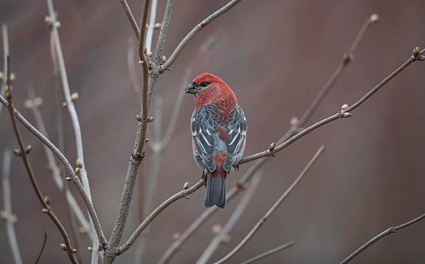 istock Male Pine Grosbeak 2246845579