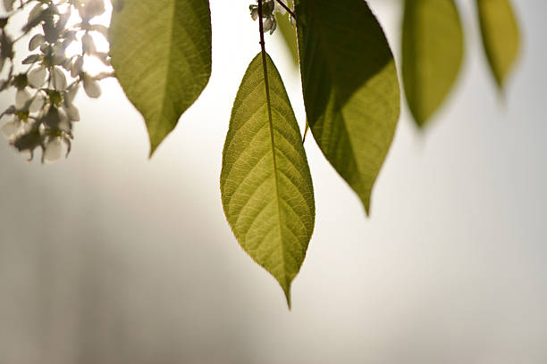Prunus padus, known as bird cherry, is a deciduous tree with fragrant white flowers and dark drupes thriving in cool, moist valleys of Korea. Photographed in Korea.