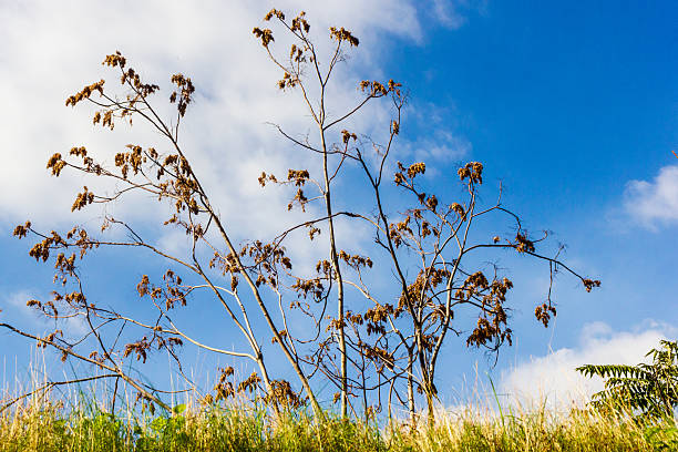 A row of leafless trees with brown seed clusters stands against a vivid blue sky, framed by tall grass. Evokes autumn’s end, resilience, and stark natural beauty.