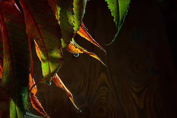 Rain drops on a holly  leaf macro, in an autumnal woodland setting