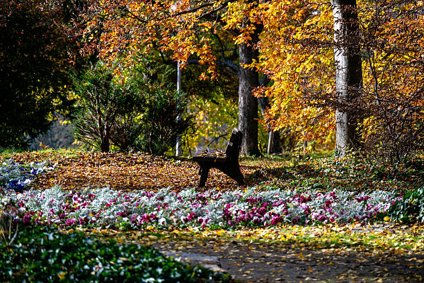 A park bench in an idyllic autumnal park