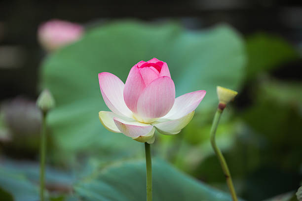 A lotus flower with its soft petals gently opening. The background is blurry, making the delicate colors and details of the lotus stand out and creating a calm, peaceful feeling in the photo.
