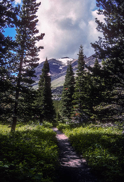 Glacier NP - Many Glacier Trail Passes Between Trees - 1989