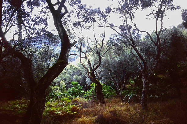 istock Corfu Dense Forest Landscape with Lush Green Trees 2246847569