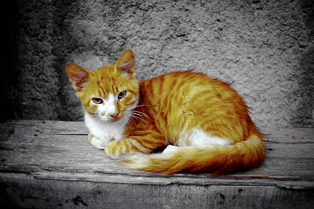 Cute Cat Outdoors on Corfu Island in Greece