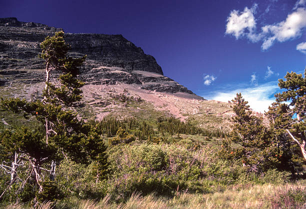Glacier NP - Many Glacier Trail - Weathered Tree & Mountain - 1989