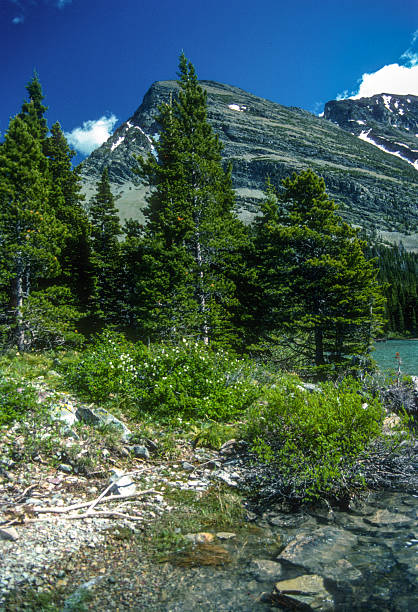 istock Glacier NP - Swiftcurrent Lake Rocky Shore & Mountain - 1989 2246847804