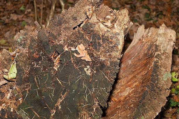 istock This close-up shot features a large, old tree stump with cracked, dark wood, resting on the forest floor covered with dry leaves and moss. Its rugged surface and strong texture emphasize the natural process of decay, creating an ideal background for a the 2246848020