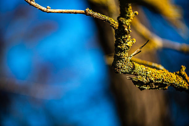 A detailed macro photograph of yellow lichen growing on a tree branch, showcasing its complex texture, vibrant color, and natural microstructure.