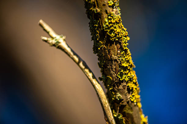 A detailed macro photograph of yellow lichen growing on a tree branch, showcasing its complex texture, vibrant color, and natural microstructure.