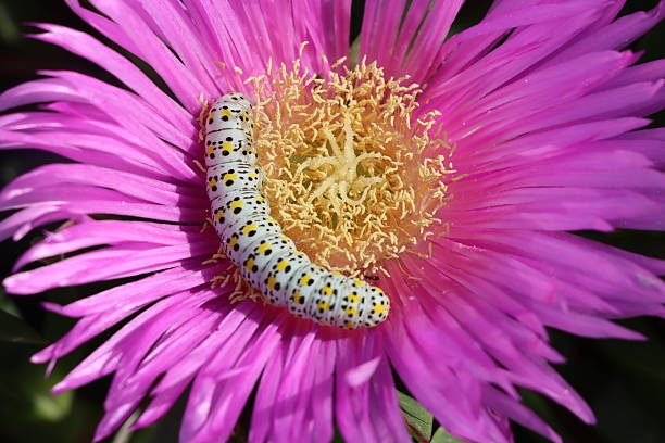A striking close-up macro photograph featuring a large, white caterpillar with distinct black and yellow spots, resting on the bright magenta/pink petals of an Ice Plant (Carpobrotus or Delosperma) flower. The caterpillar is positioned near the yellow, feathery center of the bloom. The extreme detail and intense color contrast between the insect, the vibrant flower, and the dark background create a visually arresting image. This photograph is ideal for themes of nature, entomology, life cycle, vivid color, and the beauty of micro-nature.