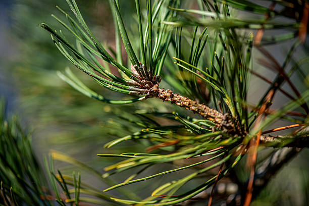 istock Close-Up of Pine Branch with Needles 2246848961