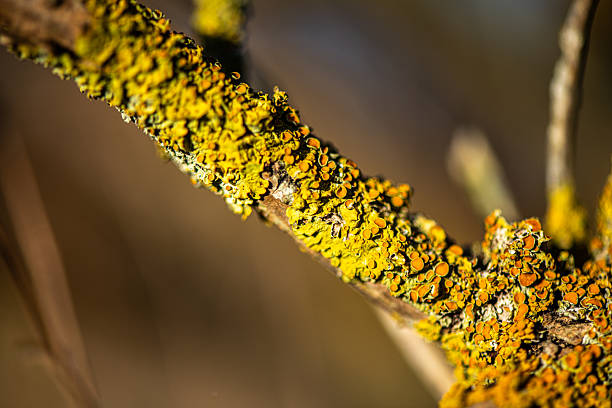 A detailed macro photograph of yellow lichen growing on a tree branch, showcasing its complex texture, vibrant color, and natural microstructure.