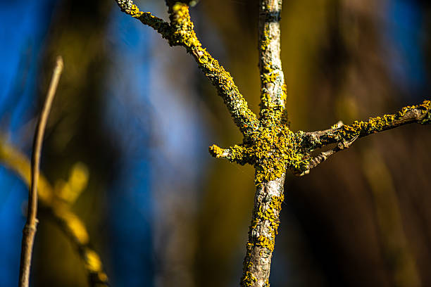 A detailed macro photograph of yellow lichen growing on a tree branch, showcasing its complex texture, vibrant color, and natural microstructure.