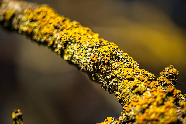 A detailed macro photograph of yellow lichen growing on a tree branch, showcasing its complex texture, vibrant color, and natural microstructure.