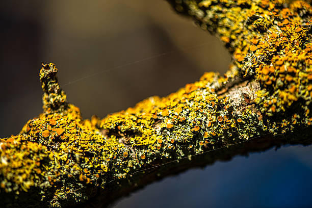 A detailed macro photograph of yellow lichen growing on a tree branch, showcasing its complex texture, vibrant color, and natural microstructure.