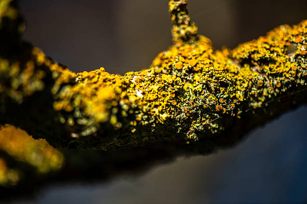 A detailed macro photograph of yellow lichen growing on a tree branch, showcasing its complex texture, vibrant color, and natural microstructure.
