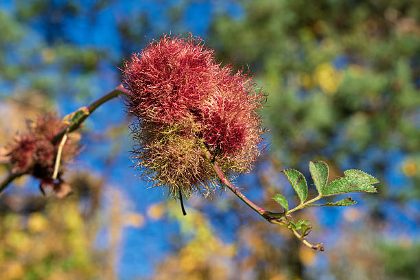 pink pompom blossom on branch against blue sky, soft fuzzy texture with delicate green leaflets illuminated by warm golden sunlight, shallow depth of field producing creamy bokeh background, tranquil
