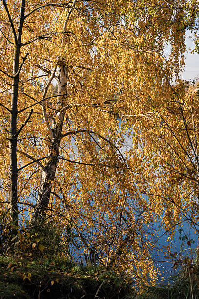 Golden birch leaves by riverbank shimmering in soft sunlight, reflections dancing on calm water; slender trunks, textured bark, tranquil mood ideal for nature lifestyle and seasonal background.
