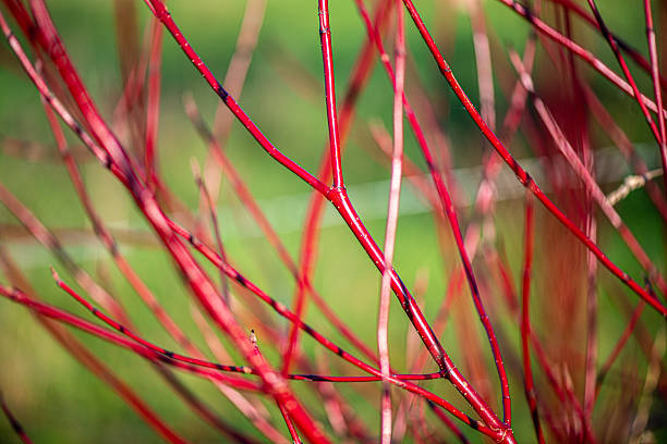 istock Close-Up of Red Twig Against Clear Blue Sky 2246849575