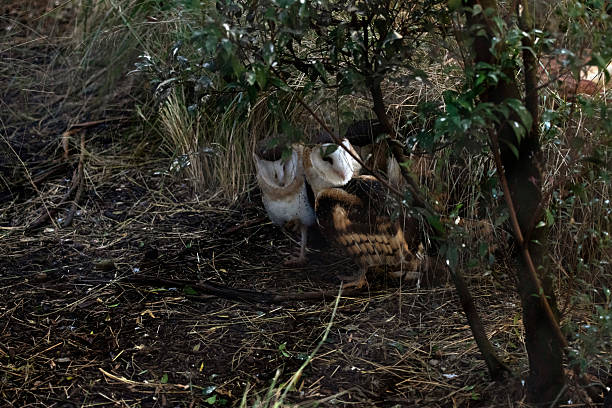 Barn owl