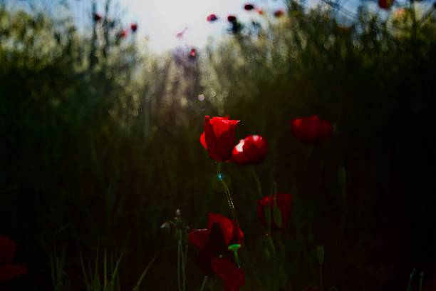 istock Poppy, Plant, Nature 2246851161