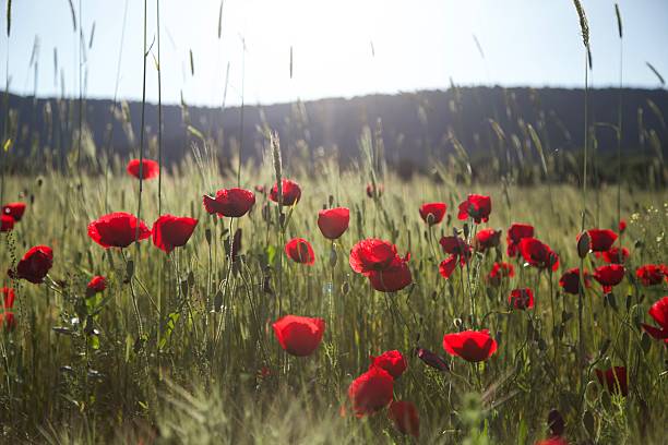 istock Poppy, Plant, Nature 2246851183