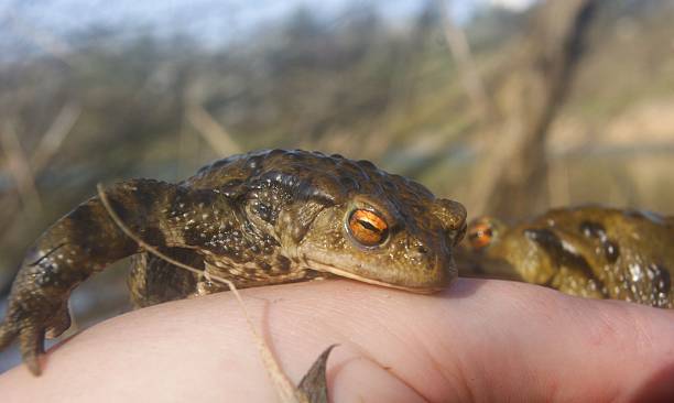istock Frogs toads and various insect in czech republic 2246851481