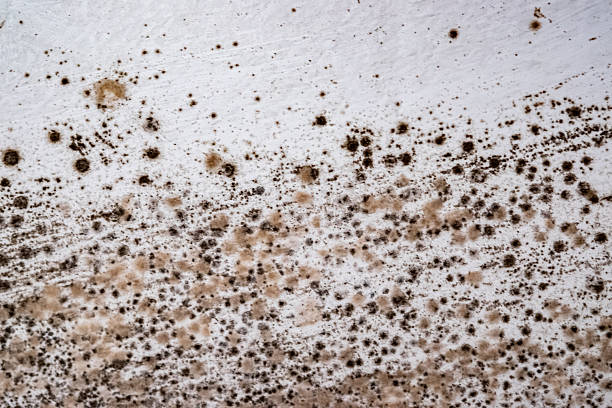 istock Close-up view of textured surface with mold growth, showcasing intricate patterns and colors, highlighting the natural decay process in a detailed and artistic manner 2246854628