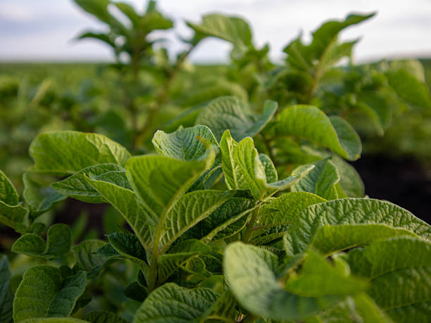 istock Potato Plants Growing in a Sunny Field 2246855039