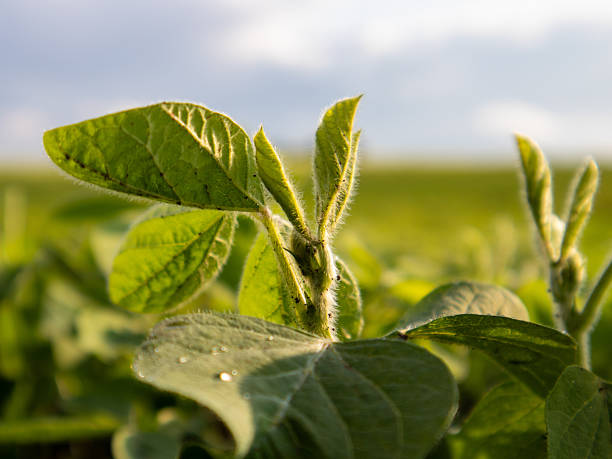 istock Young Soybean Plants Flourish in Sunny Field 2246855080
