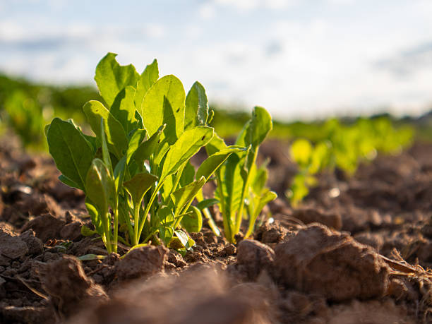istock New Plants Growing in a Sunny Agricultural Field 2246855108