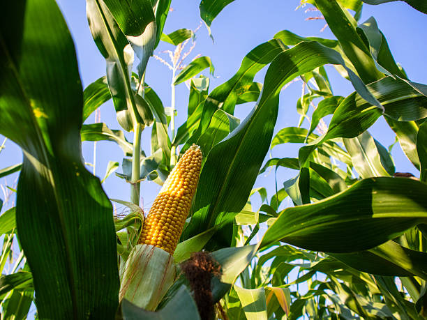 istock Growing Corn in a Sunny Field Under Clear Skies 2246855178