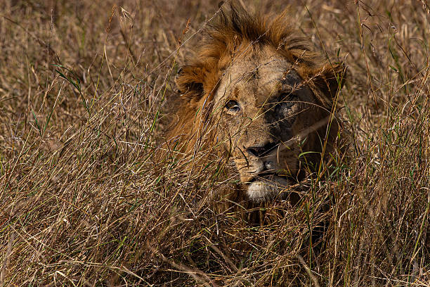 Focus on eyes with reflection of safari vehicle