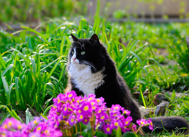 istock Cat in the garden 2246856994