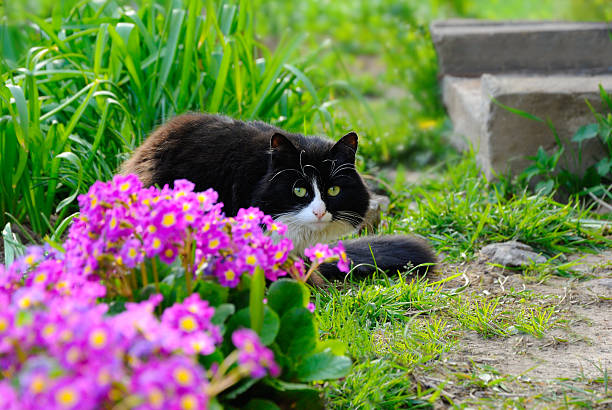 Cat sits in the garden